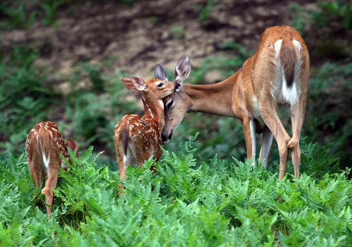 Mother and fawn