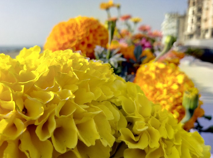 Colorful Marigolds