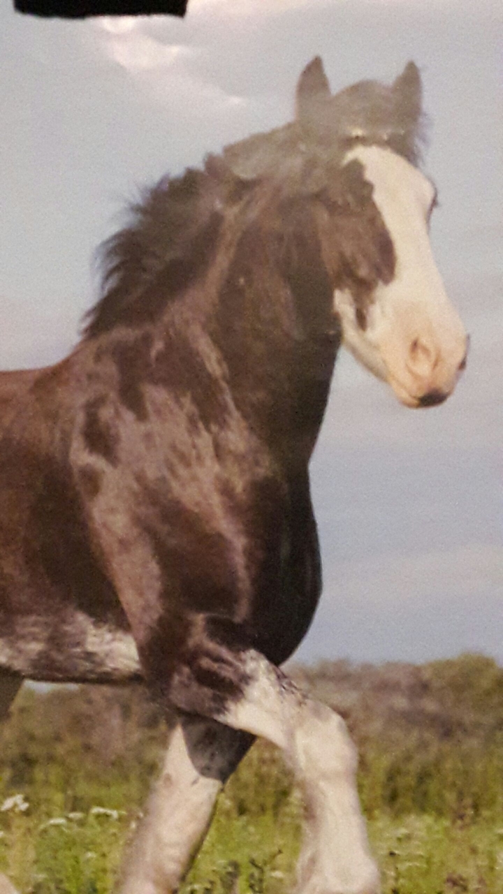 pferd