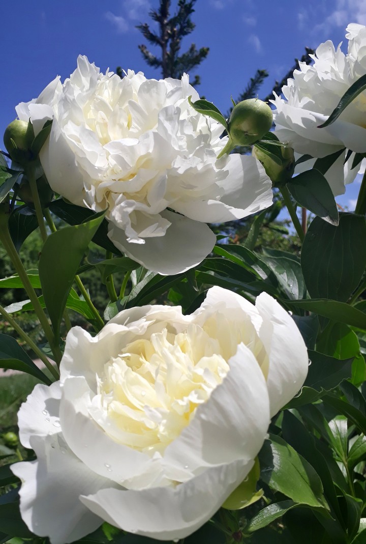 Beli božur#Paeonia suffruticosa 'Xue Ta'