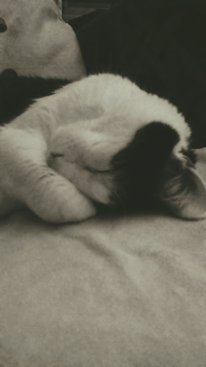 My little cat