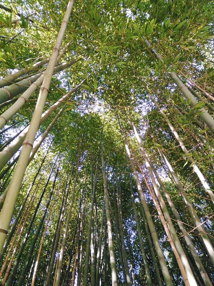 bamboo