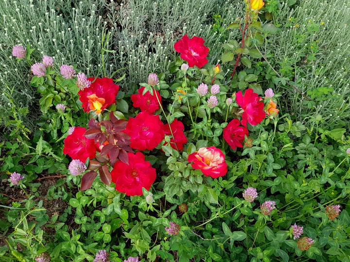 rose