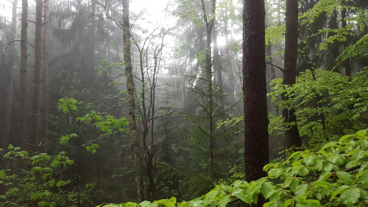 Cesky Raj Forest