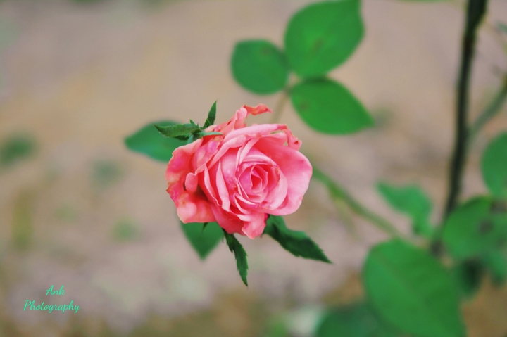 Pink Rose 