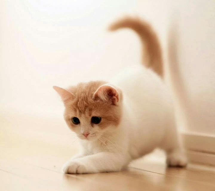 Cat!