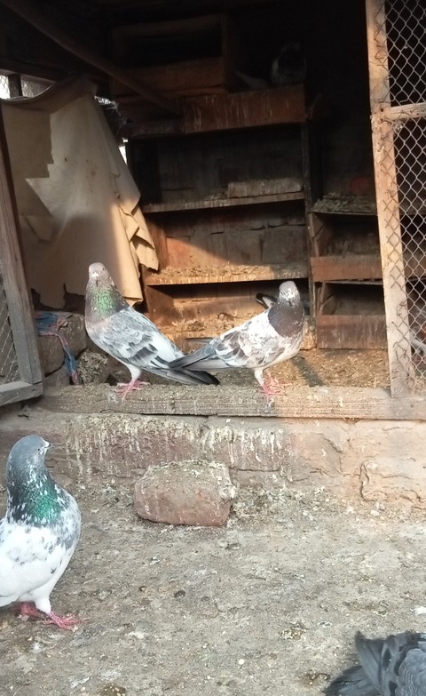 fondos de pantalla bird, poultry