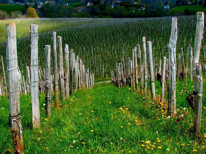 Vignoble