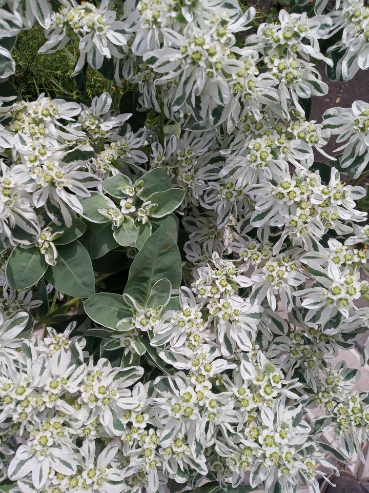 White flowers