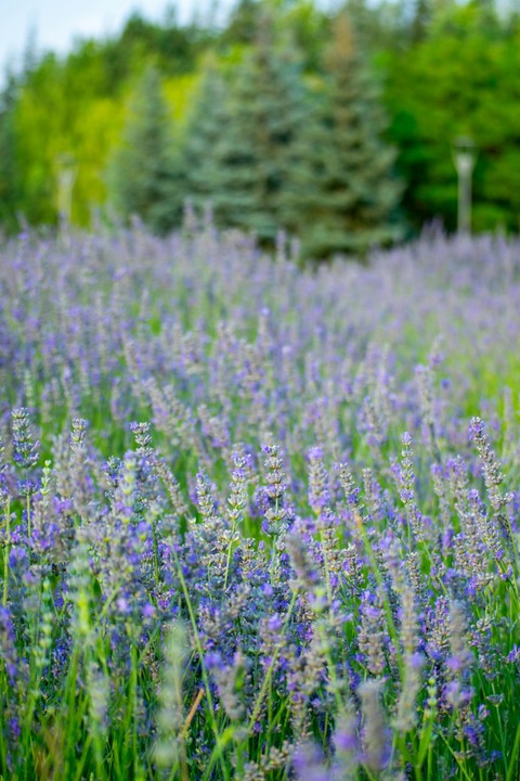 meadow, flower wallpapers