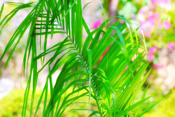 Green leaves