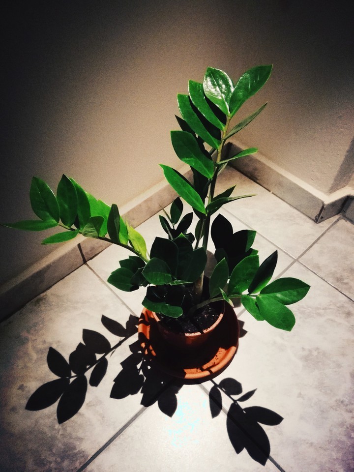 Plant under the Light