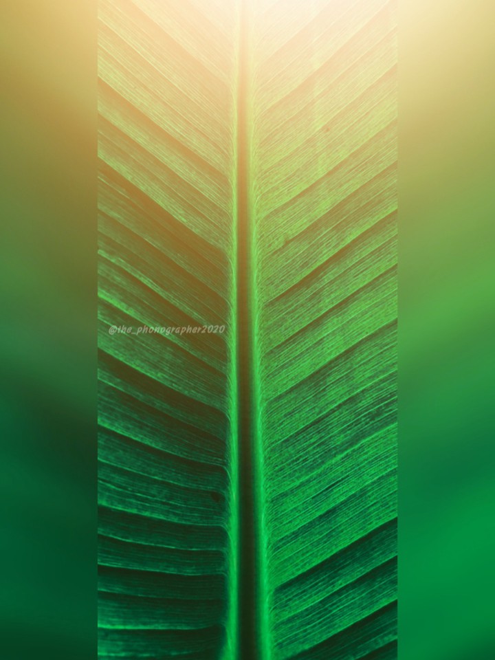 banana leaf