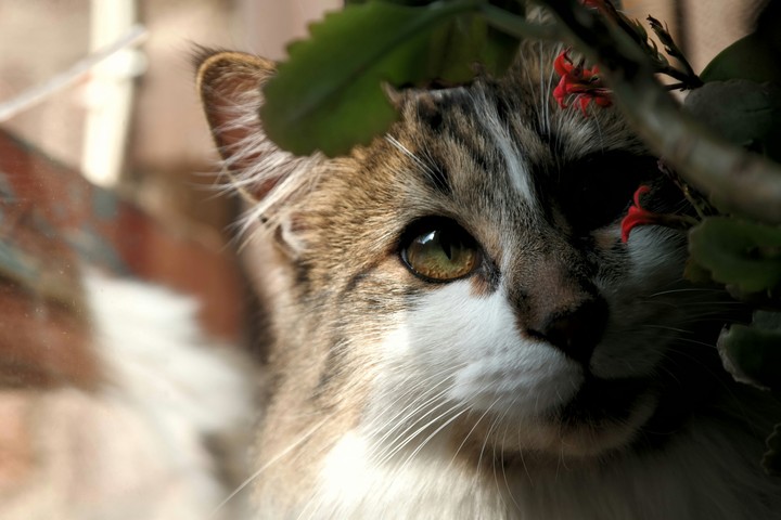 katty