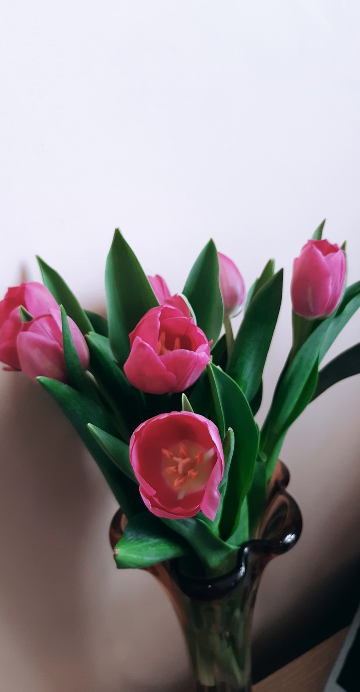 Tulips