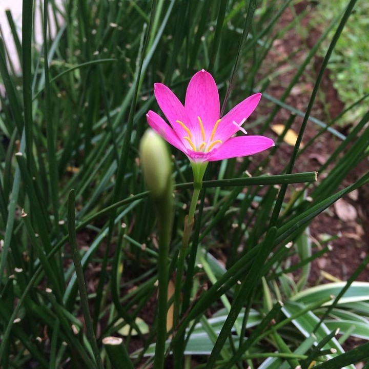 flower