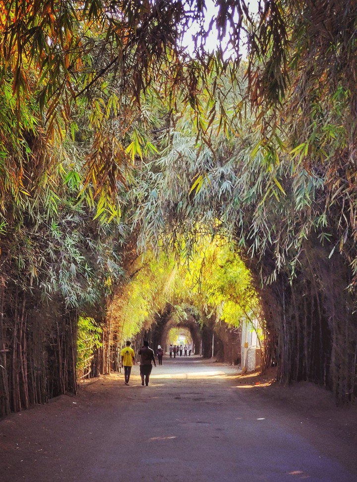 Green Tunnel