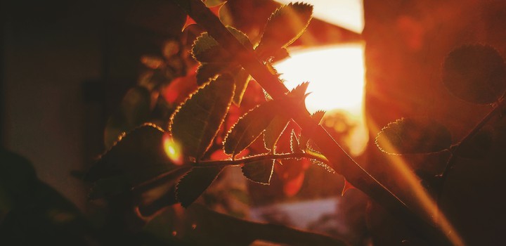 Sun and Leaves