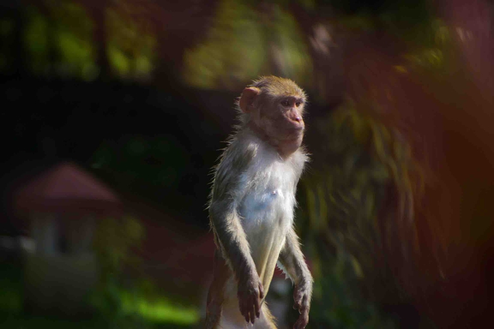 monkey standing
