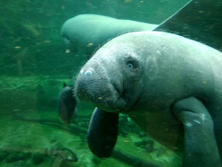 Lamantin