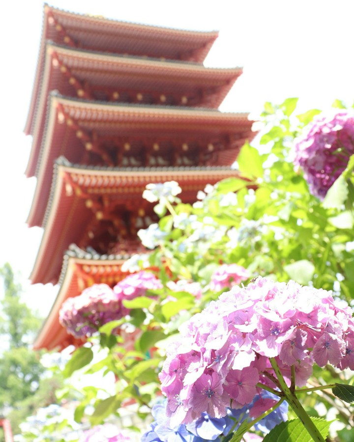 Japanese hydrangea