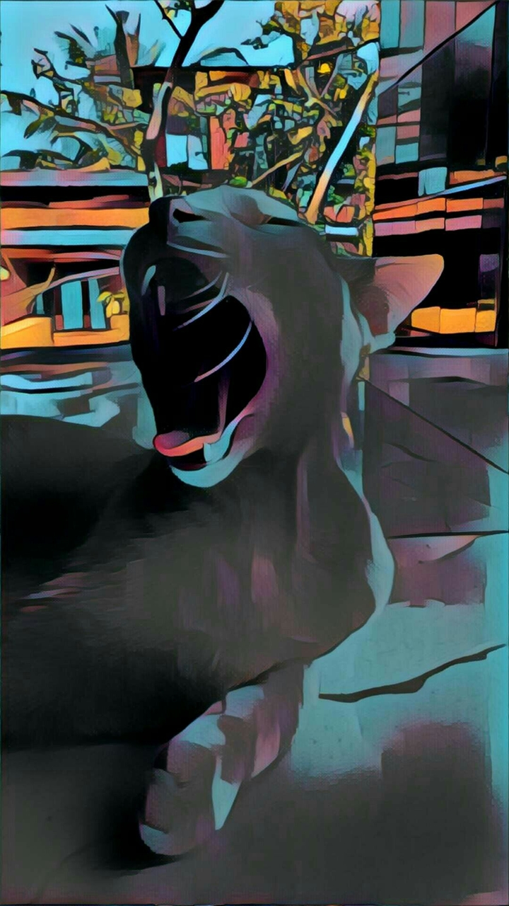 cat music