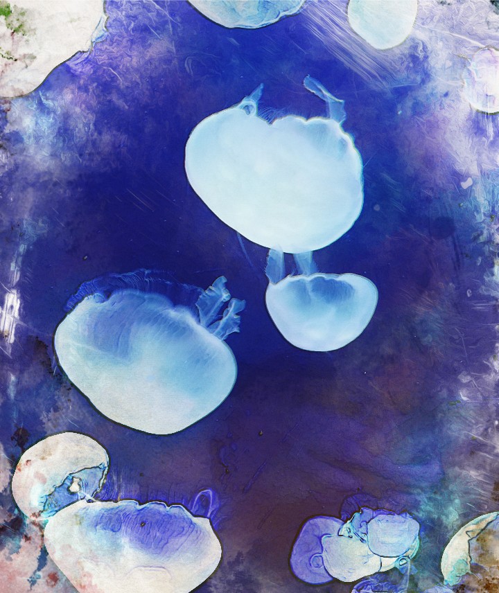 jellyfish