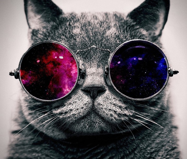 cool cat