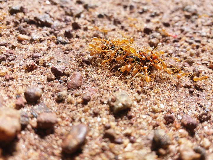 Orange Army