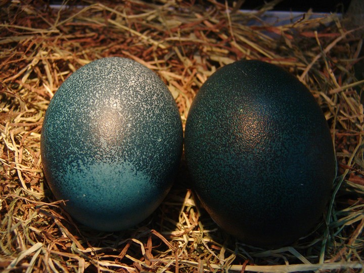 Egg