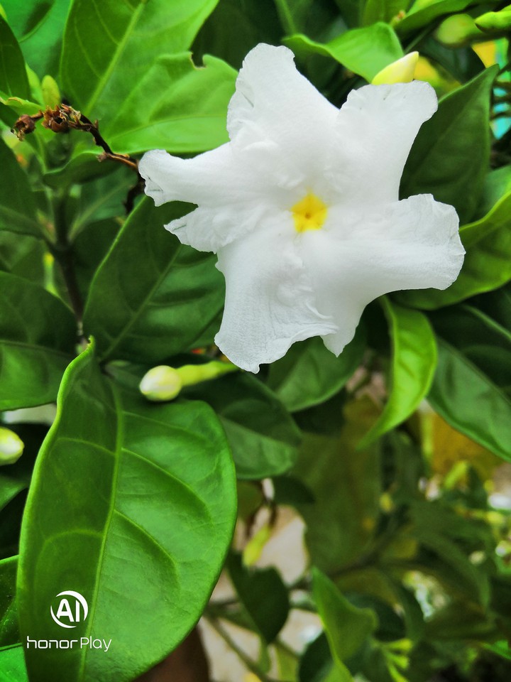 Flower