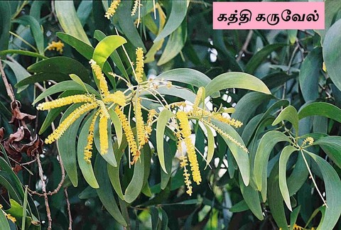கத்தி கருவில் மரம்