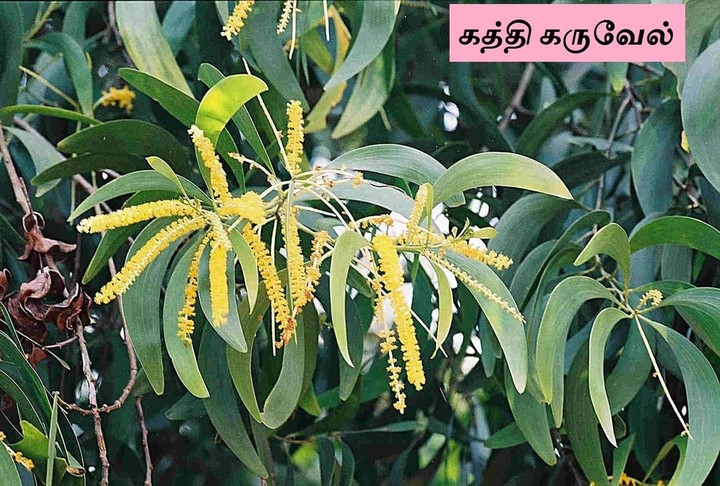 கத்தி கருவில் மரம்