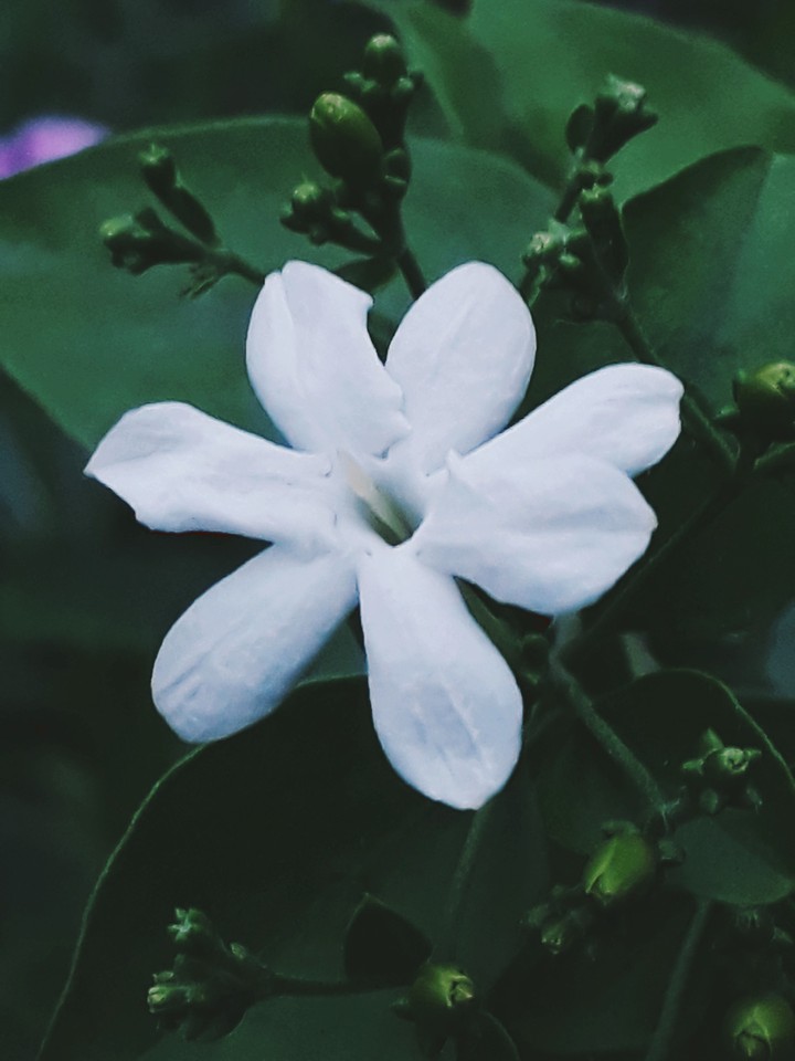 Jasmine.
