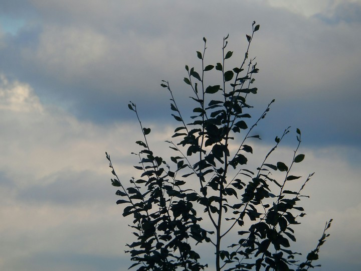 Nature of Tree
