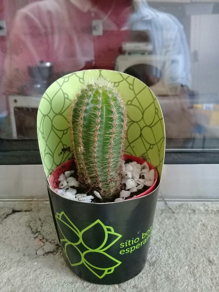 Cacto