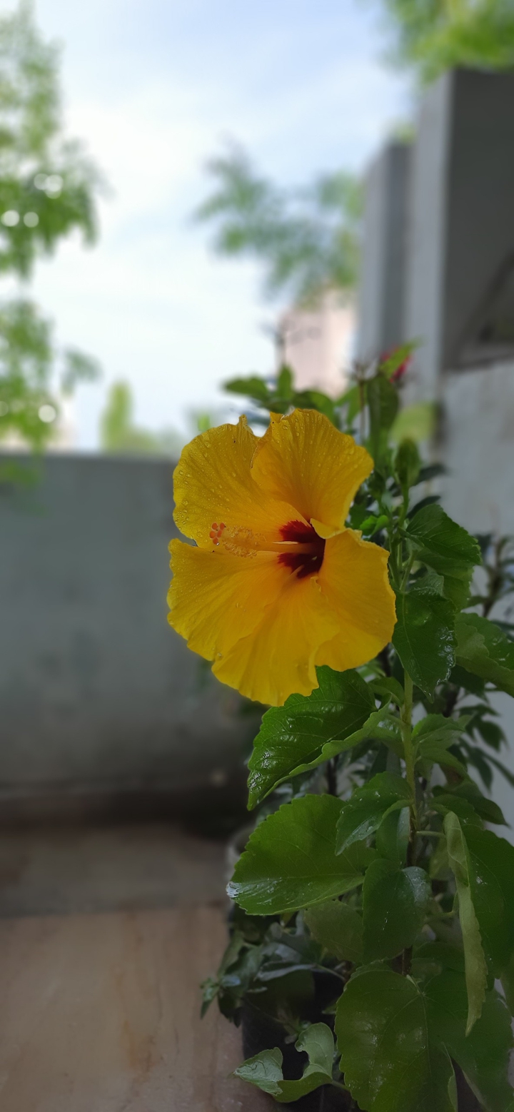 hibiscus
