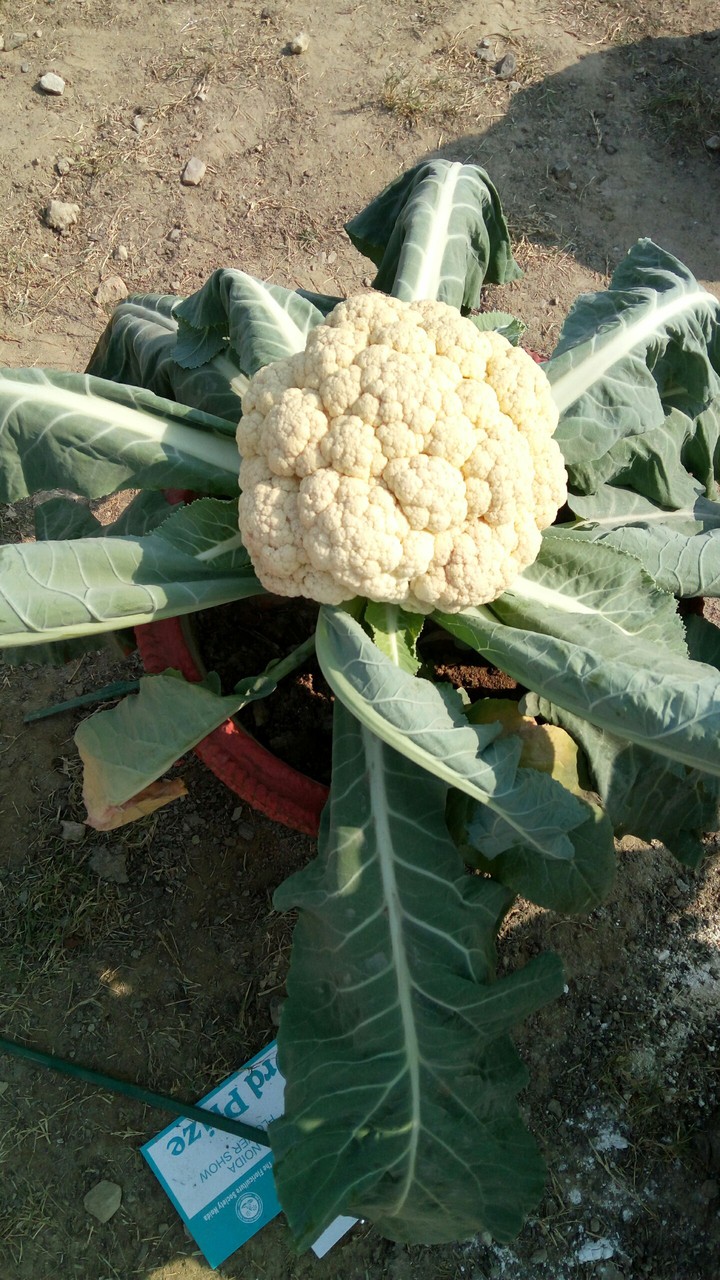 Cauliflower