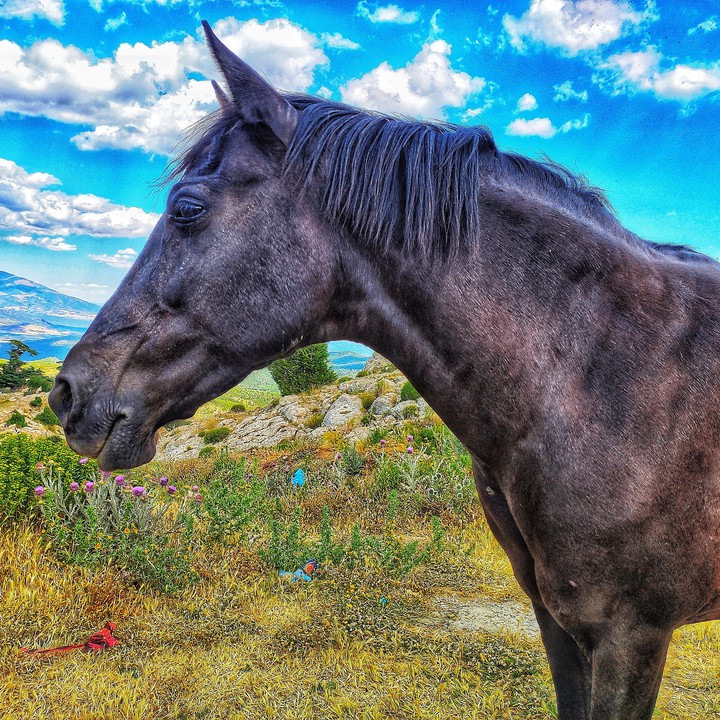 horse
