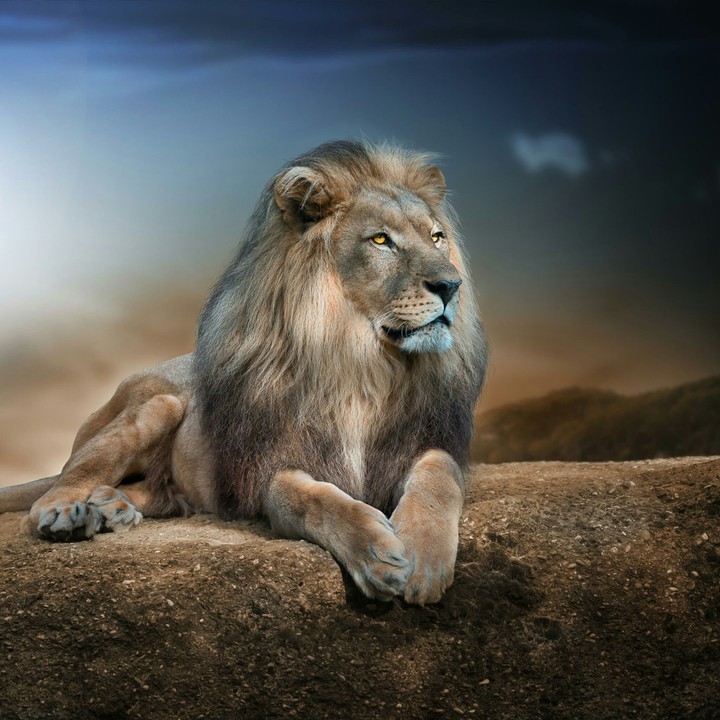 Lion