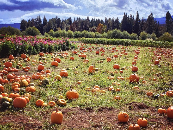 Pumpkin patch