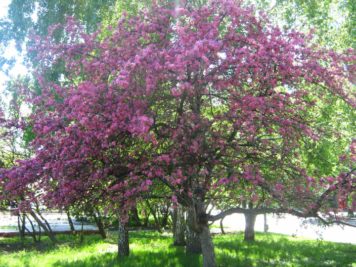 Сакура