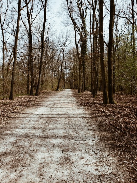 France Forest