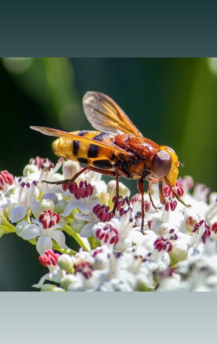 Macro