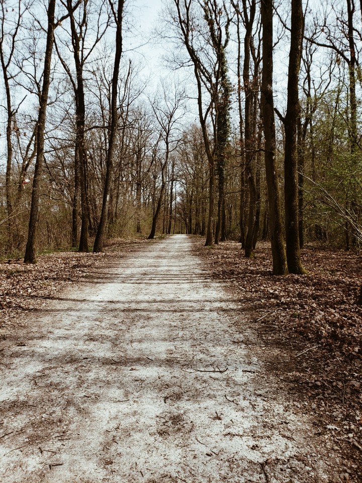 France Forest