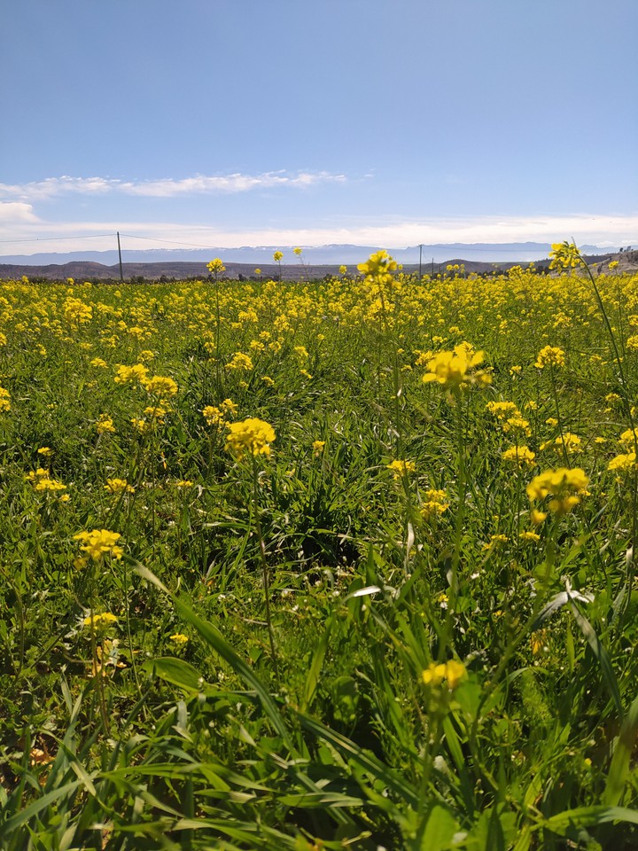 nature printemps