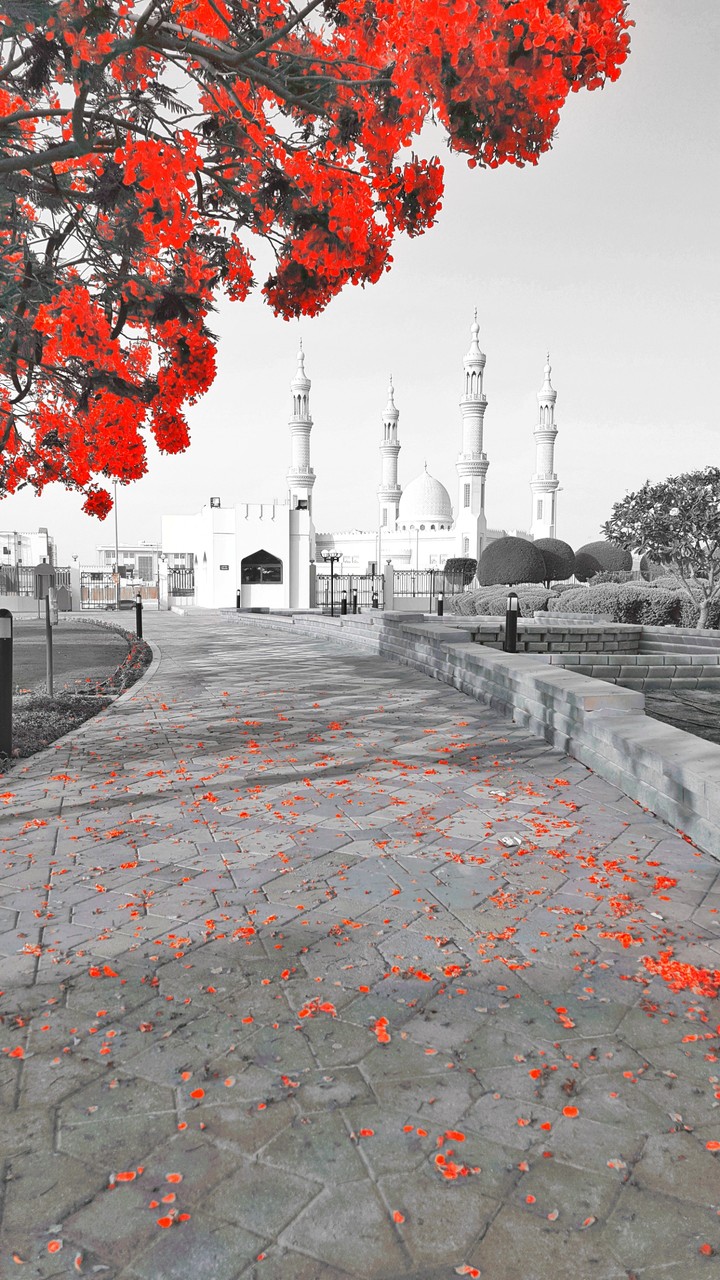 abu dubai masjid
