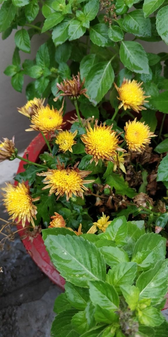 yellow