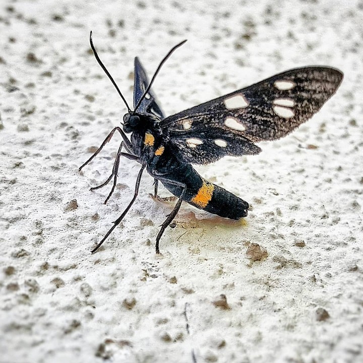 macro insect