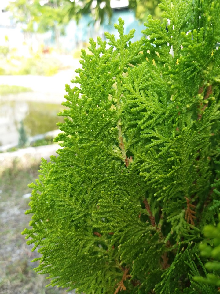 green..